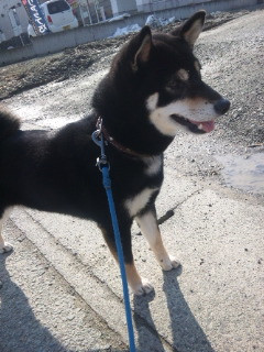 さくらちゃん 山形市 ペットサロン わんニャンシャンプー 