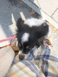 アニーちゃん 山形市 ペットホテル わんニャンシャンプー