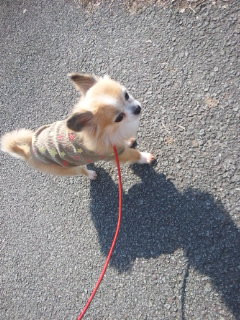 チョコちゃん 山形市 ペットサロン わんニャンシャンプー