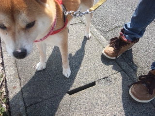 ひめちゃん 山形市 ペットサロン わんニャンシャンプー