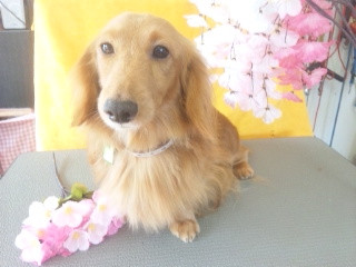 ミルクちゃん 山形市 ペットサロン わんニャンシャンプー