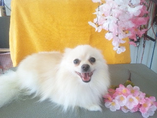 チロルちゃん 山形市 ペットサロン わんニャンシャンプー