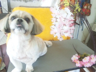 くぅちゃん 山形市 ペットサロン わんニャンシャンプー