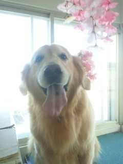 アルちゃん 山形市 ペットサロン わんニャンシャンプー