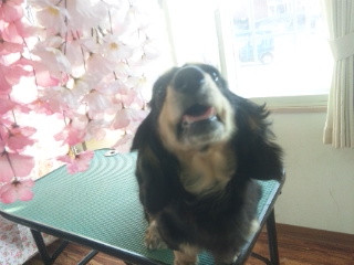 クーちゃん 山形市 ペットサロン わんニャンシャンプー