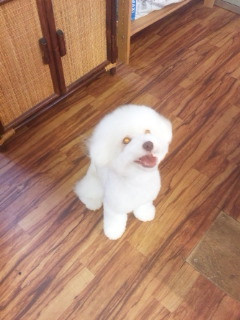 しろっぷちゃん 山形市 ペットサロン わんニャンシャンプー