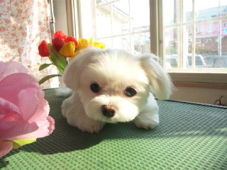 ピッコロちゃん&ポロリちゃん 山形市 ペットサロン わんニャンシャンプー