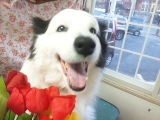 オスカーちゃん 山形市 ペットサロン わんニャンシャンプー