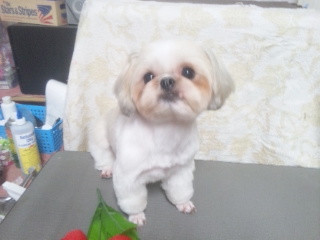 シーちゃん&ベイリーちゃん 山形市 ペットサロン わんニャンシャンプー