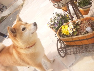 さちちゃん 山形市ペットサロン わんニャンシャンプー