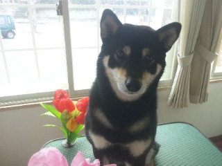 さくらちゃん 山形市ペットホテル わんニャンシャンプー