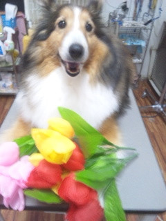 りゅうちゃん 山形市ペットサロン わんニャンシャンプー