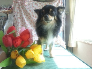 レモンちゃん  わんニャンシャンプー山形店