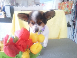 ハピちゃん　わんニャンシャンプー山形店