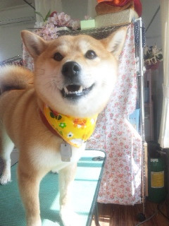 まめちゃん  わんニャンシャンプー山形店