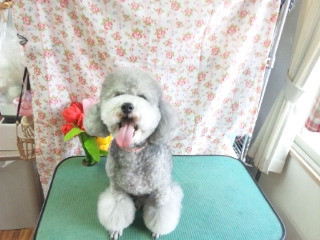 ルークちゃん　マークちゃん クーちゃん  わんニャンシャンプー山形店