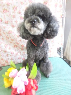 ルークちゃん　マークちゃん クーちゃん  わんニャンシャンプー山形店