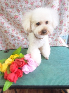 ルークちゃん　マークちゃん クーちゃん  わんニャンシャンプー山形店