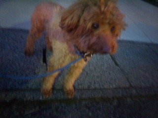 マロンちゃん  わんニャンシャンプー山形店