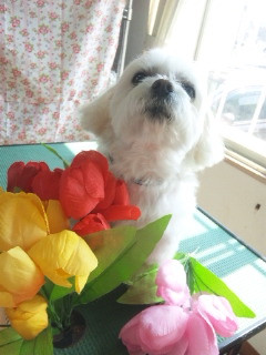 ヴェスタちゃん 山形市 ペットサロン わんニャンシャンプー