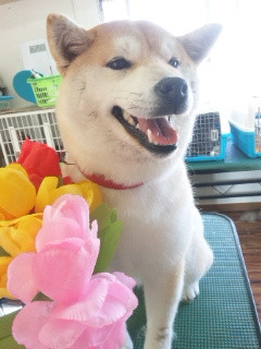 くるみちゃん 山形市 ペットサロン わんニャンシャンプー