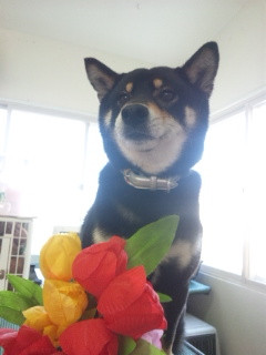 椿ちゃん 山形市 ペットサロン わんニャンシャンプー