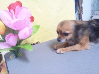 チョコちゃん&パボちゃん 山形市 ペットサロン わんニャンシャンプー