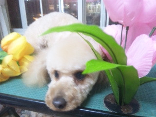 リオちゃん 山形市 ペットサロン わんニャンシャンプー