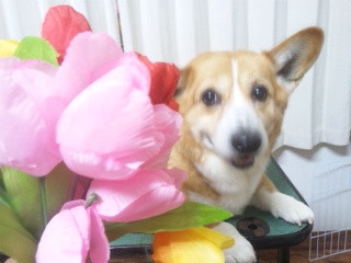 一護ちゃん 山形市 ペットサロン わんニャンシャンプー