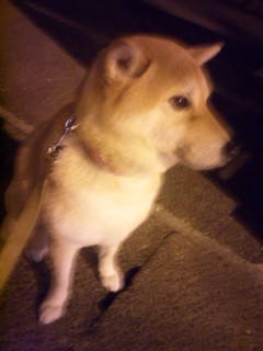 さちちゃん 山形市 ペットホテル わんニャンシャンプー