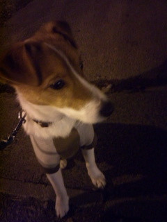 マロンちゃん 山形市 ペットホテル わんニャンシャンプー