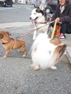 れいちゃんナッツちゃんマリンちゃん 山形市 ペットホテル わんニャンシャンプー
