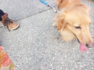 タルトちゃん 山形市 ペットホテル わんニャンシャンプー