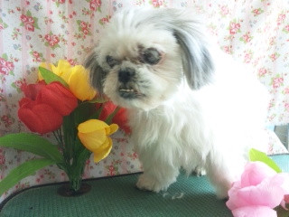 アリスちゃん&ロンちゃん 山形市 ペットサロン わんニャンシャンプー