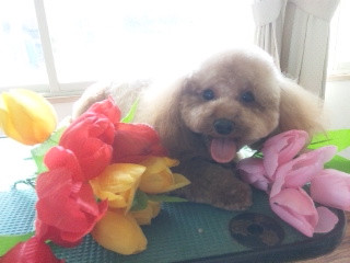 はなちゃん 山形市 ペットサロン わんニャンシャンプー