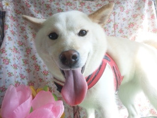 ソラちゃん 山形市 ペットサロン わんニャンシャンプー