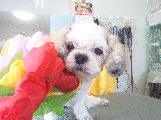 チコちゃんナナちゃん 山形市 ペットサロン わんニャンシャンプー