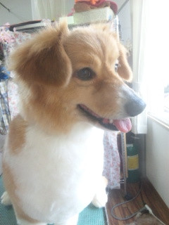 レイちゃん 山形市 ペットサロン わんニャンシャンプー