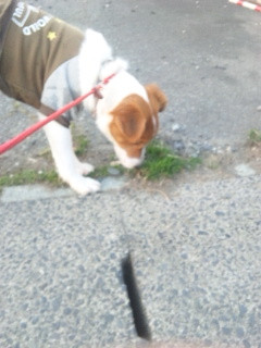 マロンちゃん 山形市 ペットホテル わんニャンシャンプー