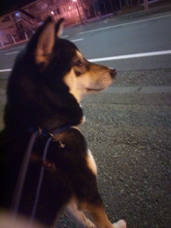 あずきちゃん 山形市 ペットホテル わんニャンシャンプー