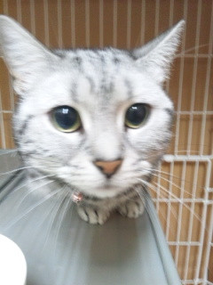 さくらちゃん 山形市 ペットホテル わんニャンシャンプー