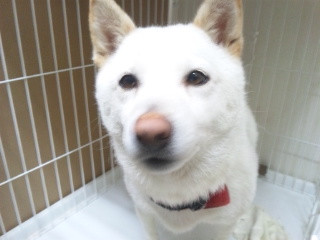 ココちゃん 山形市 ペットホテル わんニャンシャンプー