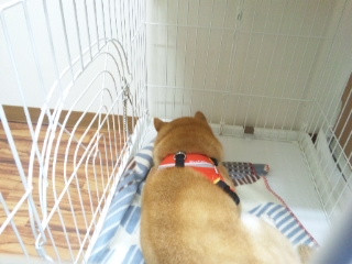 三四郎ちゃん 山形市 ペットホテル わんニャンシャンプー