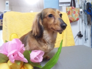 リリィちゃん 山形市 ペットサロン わんニャンシャンプー