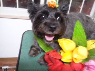 ナナちゃん&モモちゃん 山形市 ペットサロン わんニャンシャンプー