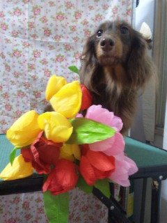 まつりちゃん 山形市 ペットサロン わんニャンシャンプー