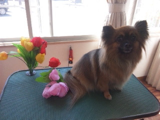 チャコちゃん 山形市 ペットサロン わんニャンシャンプー