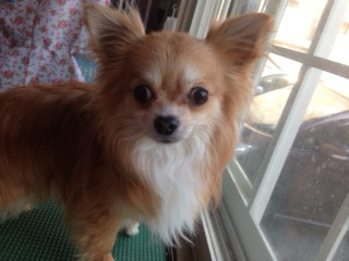 山形市ペットサロン わんニャンシャンプー