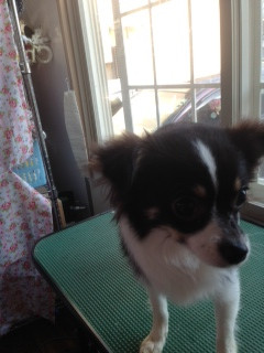 山形市ペットサロン わんニャンシャンプー