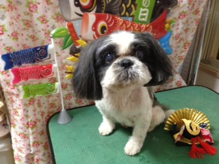 シーちゃん＆アルトちゃん 山形市 ペットサロン わんニャンシャンプー